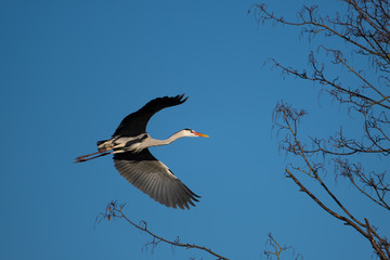 Ein Graureiher im Flug