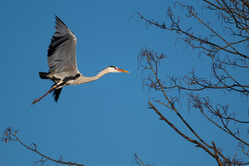 Ein Graureiher im Flug