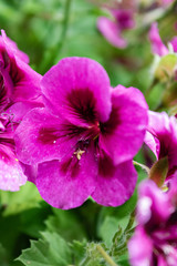 Color flowers in the garden