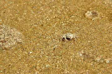 crab on the beach