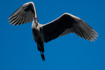 Ein Graureiher beim Flug