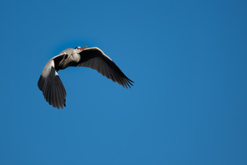 Ein Graureiher beim Flug