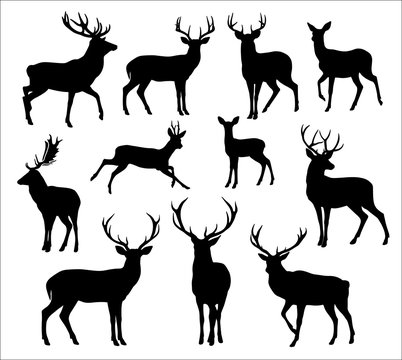 Deer Tattoos Images – Browse 17,579 Stock Photos, Vectors, and Video |  Adobe Stock
