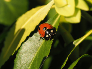 Ladybug