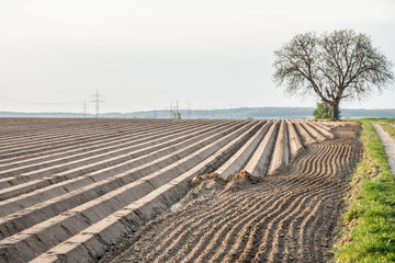 Vorbereitetes Ackerland zum Karotten Anbau