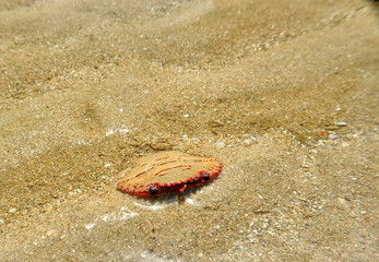 crab on the beach