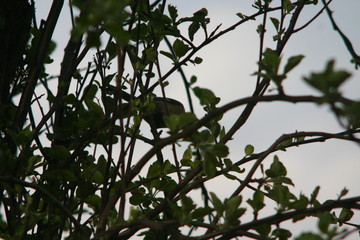 green leaves of a tree