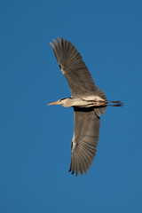 Ein Graureiher im Flug am blauen Himmel