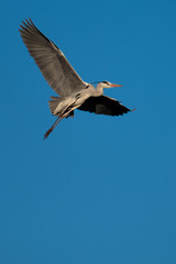 Ein Graureiher im Flug am blauen Himmel