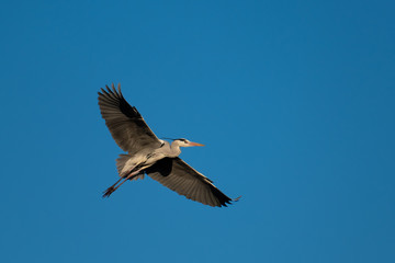 Ein Graureiher im Flug am blauen Himmel