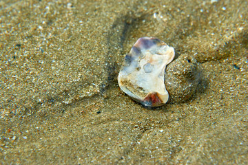 Shell on sand
