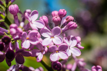 Fototapeta na wymiar Blooming Lilac, Closeup of blooming Lilac, Macro