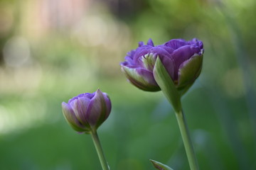 Blühende Tulpen (Tulipa)