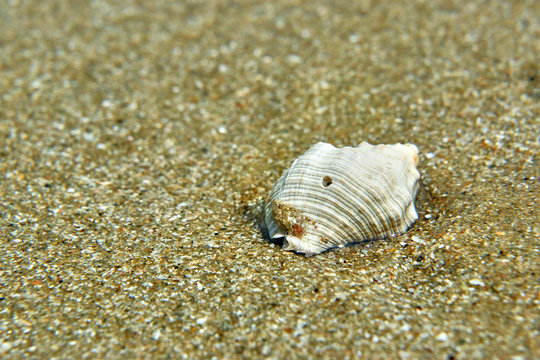 sea shell on the beach