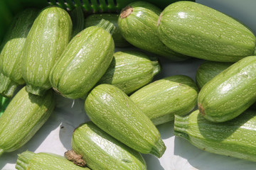 Pile of zucchinis in sunlight