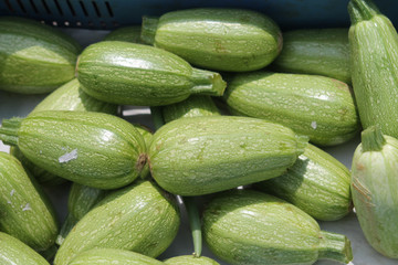 Pile of zucchinis in sunlight
