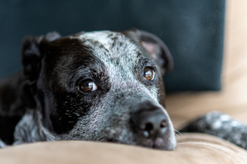 Mixed breed Pit Bull and Heeler mix dog resting face on home furniture.