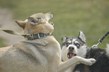 Obraz premium Husky play in the sammer park