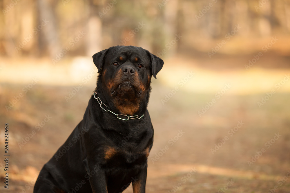 Wall mural dog breed Rottweiler on a walk beautiful portrait