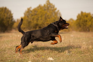 dog breed Rottweiler for a walk running