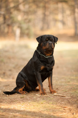 dog breed Rottweiler on a walk beautiful portrait
