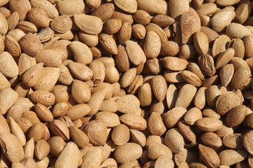 Unshelled almond nuts in sunlight