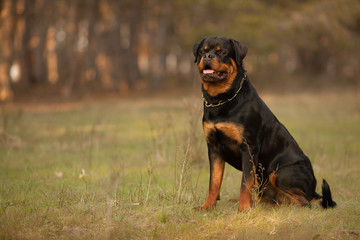 dog breed Rottweiler on a walk beautiful portrait