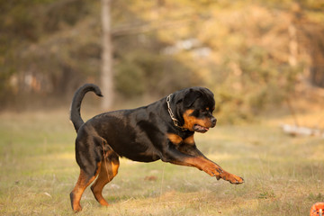 Obraz premium dog breed Rottweiler for a walk jumping and running