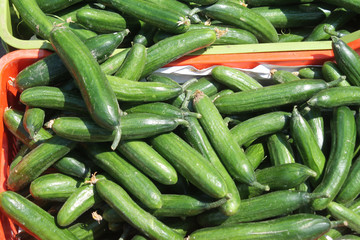 Pile of cucumbers in sunlight