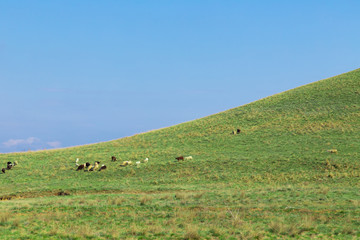 Fototapeta na wymiar Flock of sheep grazing on the slope of a large green hill