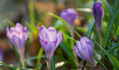 Purple crocuses mixed with green leaves