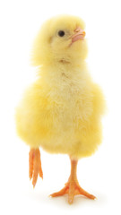 Little chicken isolated.
