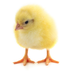 Little chicken isolated.