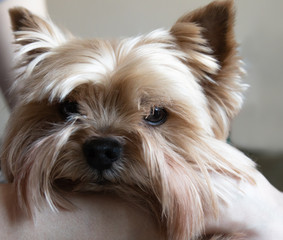 portrait of a golden yorkshire terrier on the owner's hand
