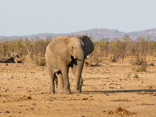 Fototapeta premium African Elephant Bull