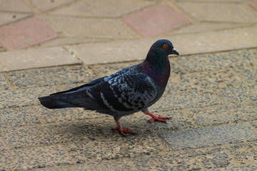 pigeon