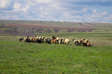 Naklejka na ściany i meble Flock of sheep grazing in the meadow