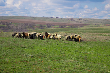 Flock of sheep grazing in the meadow