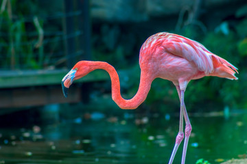 American flamingo searching for food at a lagoon.  Captured at the Andean mountains of suthern Colombia.