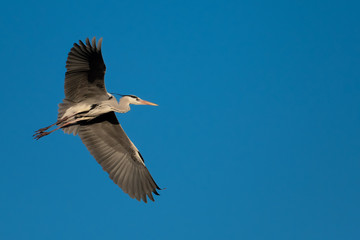 Ein Graureiher im Flug am blauen Himmel