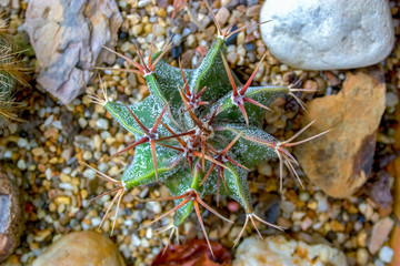 Macro photography from the top of a bishop cap catus. Captured at a garden in the Andean mountains of central Colombia.