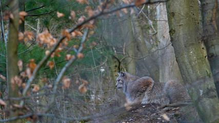Luchs in seinem Lebensraum