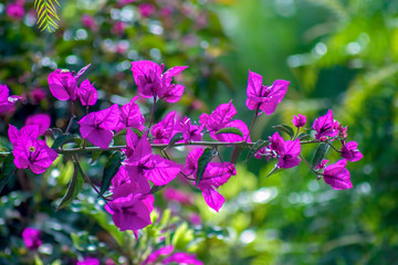 A bougainvillea branch with some flowers.  Captured at the Andean mountains of central Colombia.