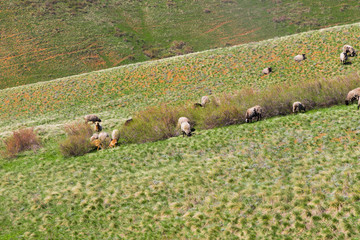 Flock of sheep grazing in the meadow