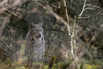 Luchs