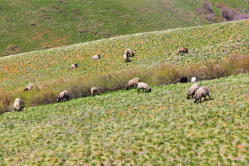 Obraz premium Flock of sheep grazing in the meadow