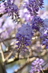 Fototapeta premium Blühender Blauregen (Wisteria)