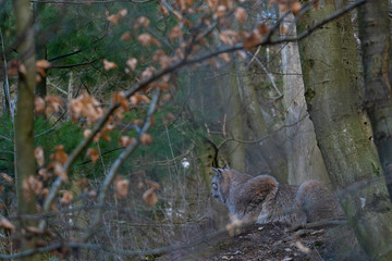 Obraz premium Luchs in seinem Lebensraum