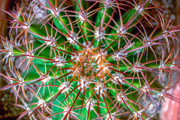 Macro photography of the intrincate red thorns of a cactus. Captured at a garden in the Andean...