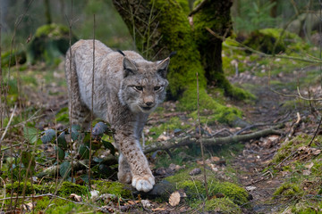 Ein Luchs pirscht durch seinem Lebensraum